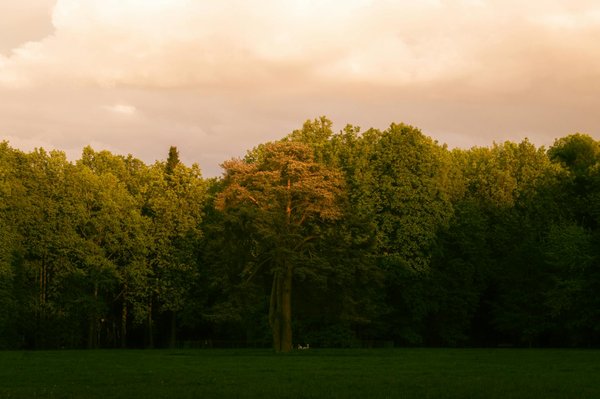 Dîner Saine: Le Secret d'un Repas Équilibré pour Maigrir Effet!
