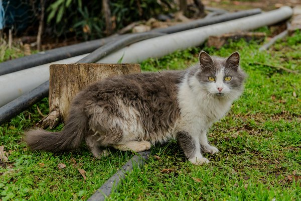 Rencontres illuminantes avec des spécialistes de la maladie de Lyme: Plongée dans les savoirs et solutions